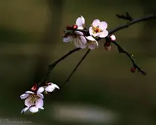 关于梅斯取得一场关键胜利，前景一片光明的信息